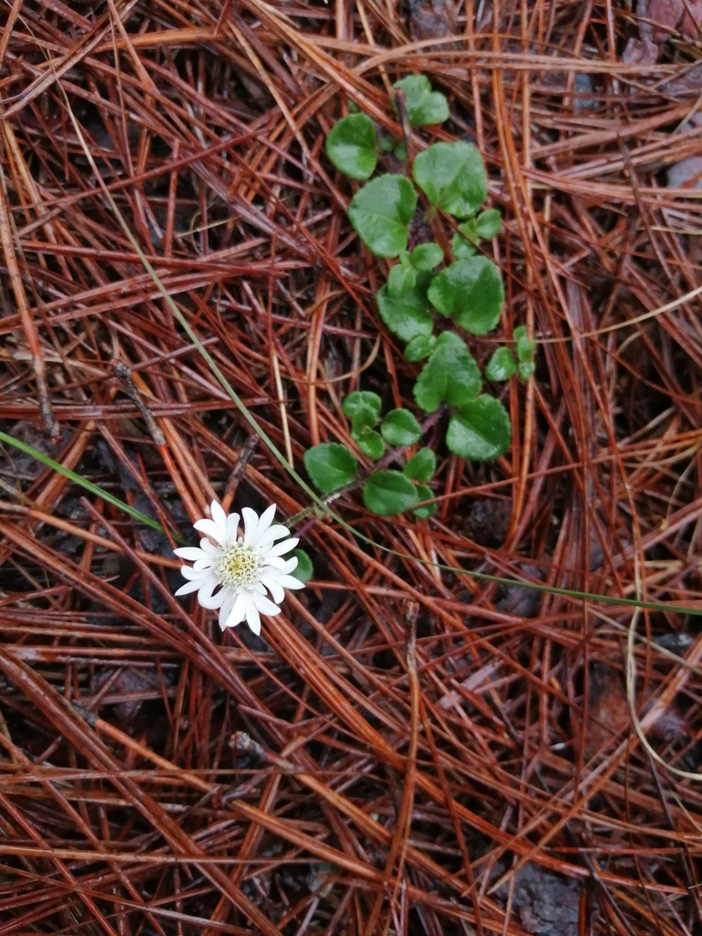 Microspermum nummulariifolium