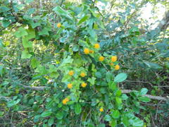 Senecio quinquelobus