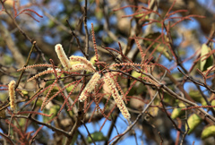 Senegalia nigrescens