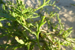 Cakile maritima baltica