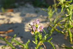 Cakile maritima baltica