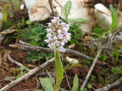 Neotinea conica