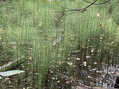 Equisetum fluviatile