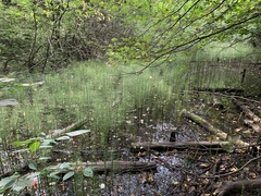 Equisetum fluviatile