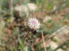 Othonna digitata