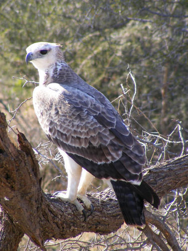 Polemaetus bellicosus