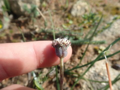 Othonna digitata