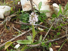 Neotinea conica