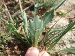 Othonna digitata