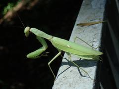 Hierodula patellifera