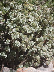 Crassula arborescens arborescens