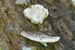 Sarcoporia longitubulata