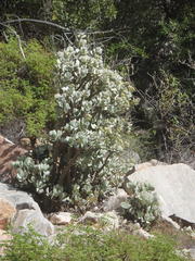 Crassula arborescens arborescens