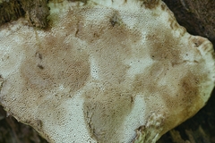 Sarcoporia longitubulata