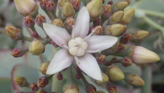 Crassula arborescens arborescens