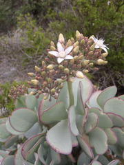 Crassula arborescens arborescens