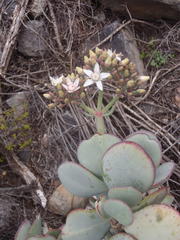Crassula arborescens arborescens