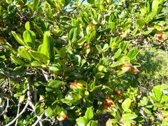 Diospyros scabrida cordata