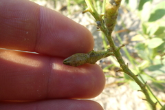 Cakile maritima baltica