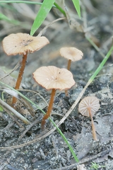 Laccaria ohiensis