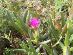 Ruschia diversifolia