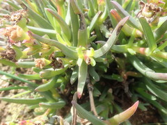 Ruschia diversifolia