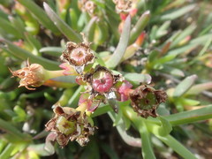 Ruschia diversifolia