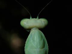 Hierodula patellifera