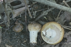Russula amerorecondita