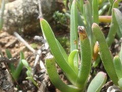 Ruschia diversifolia