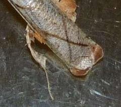 Phyllocrania paradoxa