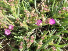 Ruschia diversifolia
