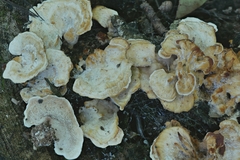Antrodiella