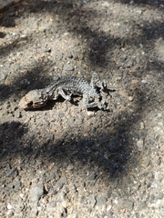 Tarentola mauritanica