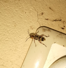 Xylotrechus subscutellatus