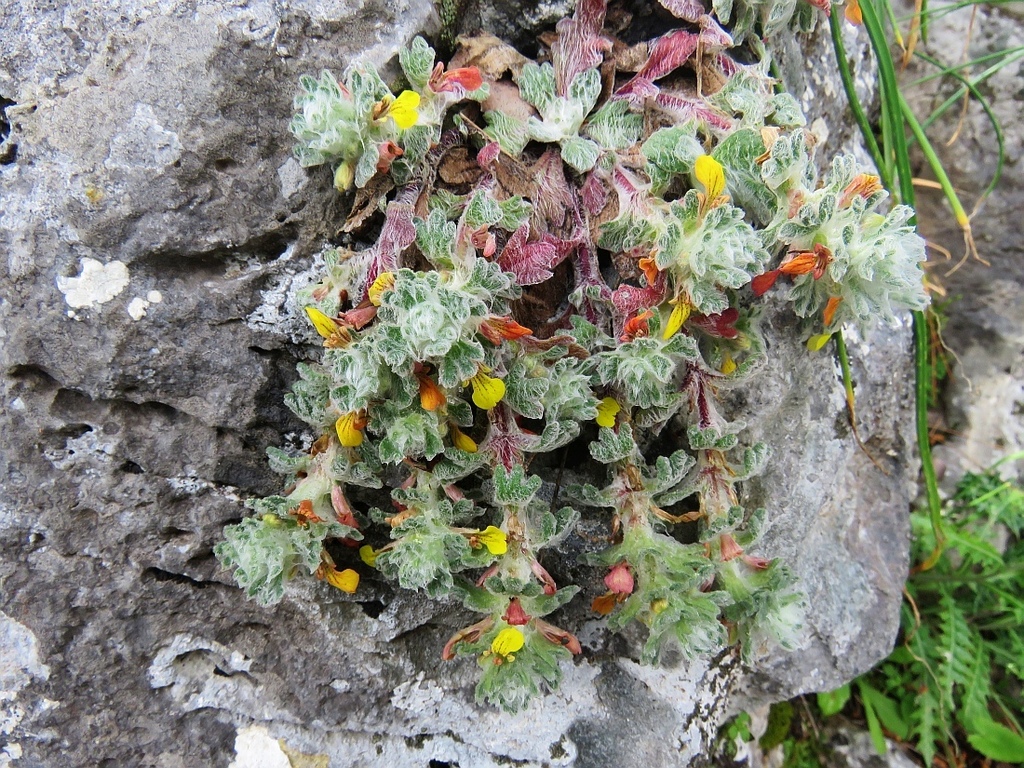 Ajuga bombycina