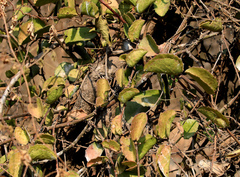 Cissus rotundifolia