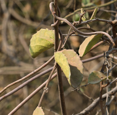 Cissus rotundifolia