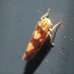 Erythroneura elegans