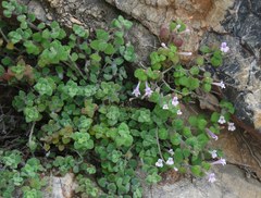 Clinopodium pamphylicum