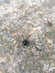 Paranemastoma quadripunctatum