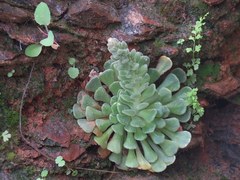 Rosularia globulariifolia