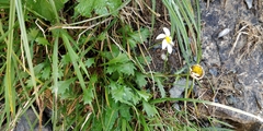 Leucanthemum atratum