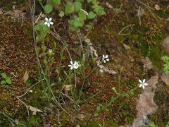 Arenaria muralis