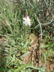 Chlorophytum graminifolium