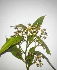 Nectandra reticulata