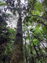 Nectandra reticulata