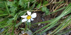 Leucanthemum atratum