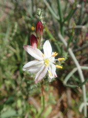 Chlorophytum graminifolium