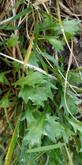 Leucanthemum atratum